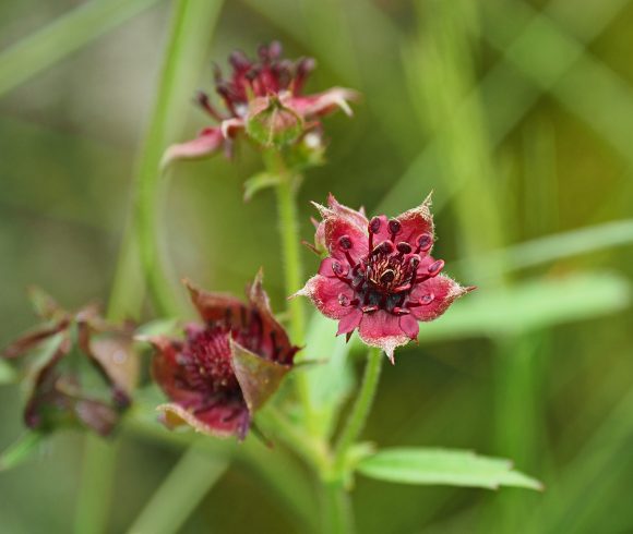 Blume des Jahres 2025